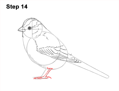 How to Draw a White-Crowned Sparrow Bird 14