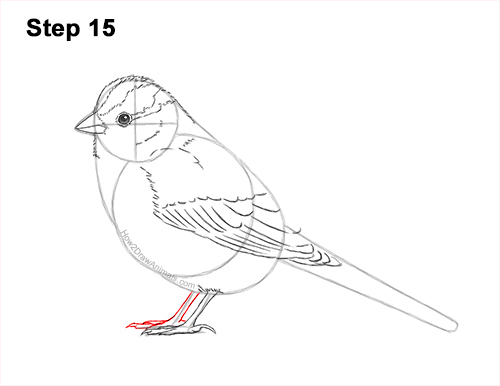 Draw a White-Crowned Sparrow Bird 15 How to Draw a White-Crowned Sparrow Bird 15