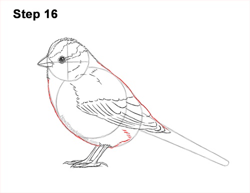 Draw a White-Crowned Sparrow Bird 16 How to Draw a White-Crowned Sparrow Bird 16