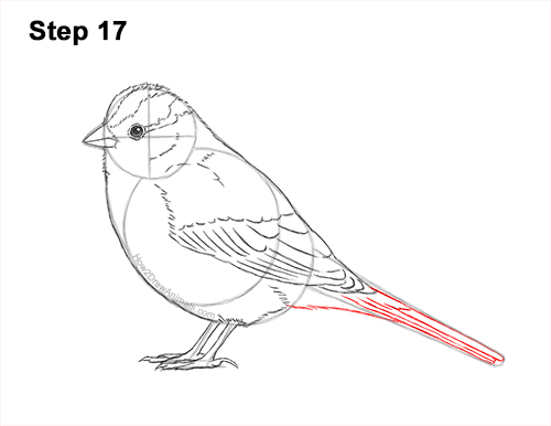 Draw a White-Crowned Sparrow Bird 17 How to Draw a White-Crowned Sparrow Bird 17