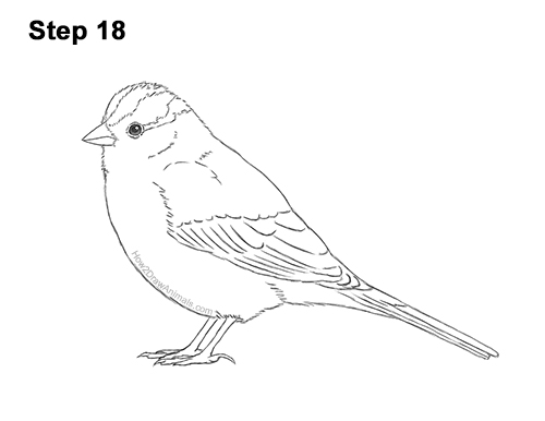 Draw a White-Crowned Sparrow Bird 18 How to Draw a White-Crowned Sparrow Bird 18
