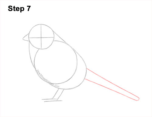 How to Draw a White-Crowned Sparrow Bird 7
