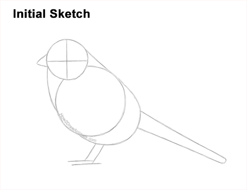 How to Draw a White-Crowned Sparrow Bird Guides Lines