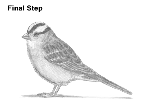 Draw a White-Crowned Sparrow Bird How to Draw a White-Crowned Sparrow Bird