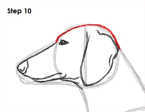 Draw Dachshund 10