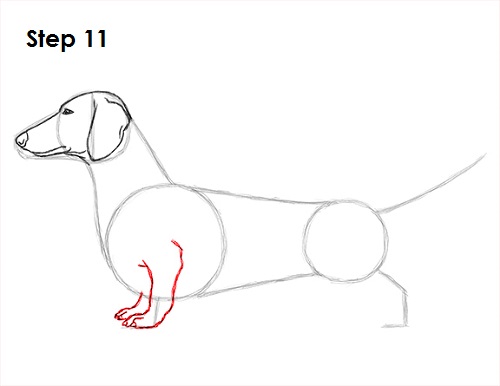 Draw Dachshund 11
