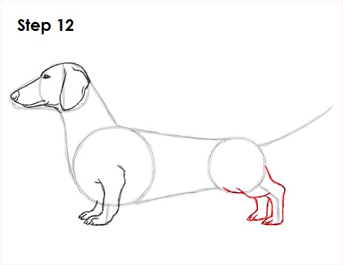 Draw Dachshund 12