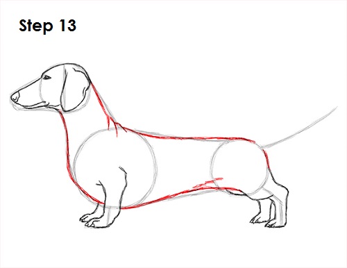 Draw Dachshund 13