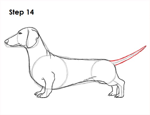 Draw Dachshund 14