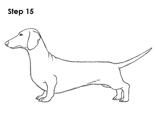 Draw Dachshund 15