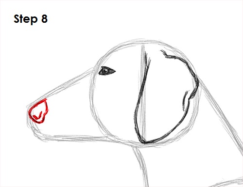 Draw Dachshund 8