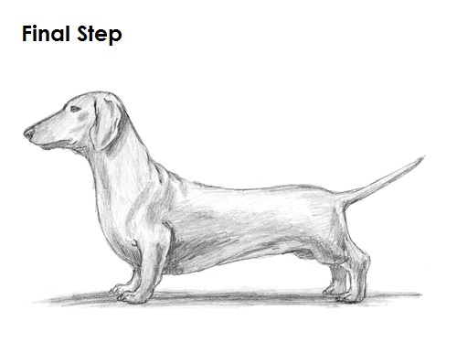 Draw Dachshund Final