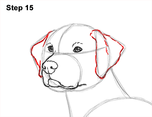 Draw Dalmatian Dog 15 How to Draw Dalmatian Puppy 15