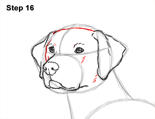 Draw Dalmatian Dog 16 How to Draw Dalmatian Puppy 16