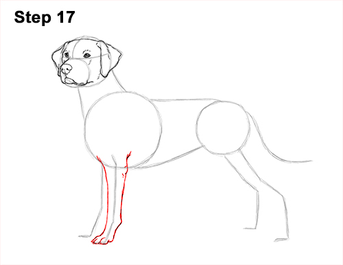 Draw Dalmatian Dog 17 How to Draw Dalmatian Puppy 17
