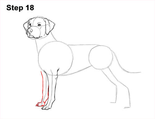 Draw Dalmatian Dog 18 How to Draw Dalmatian Puppy 18