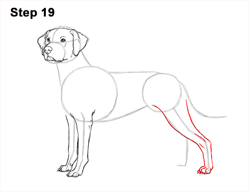 Draw Dalmatian Dog 19 How to Draw Dalmatian Puppy 19
