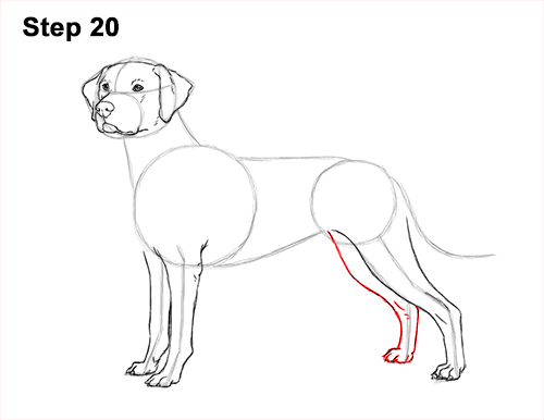 Draw Dalmatian Dog 20 How to Draw Dalmatian Puppy 20