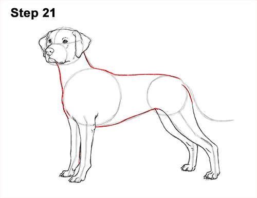 Draw Dalmatian Dog 21 How to Draw Dalmatian Puppy 21