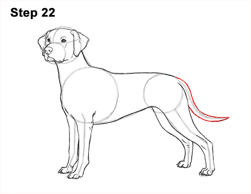 Draw Dalmatian Dog 22 How to Draw Dalmatian Puppy 22
