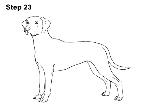 Draw Dalmatian Dog 23 How to Draw Dalmatian Puppy 23