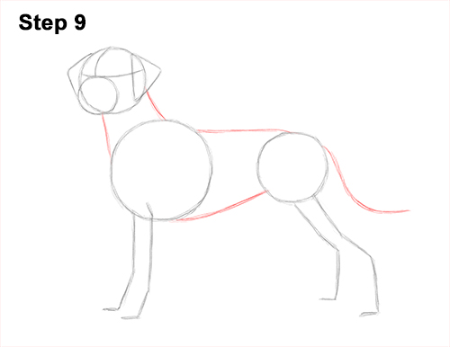 How to Draw Dalmatian Puppy 9