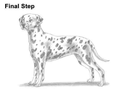 Draw Dalmatian Dog How to Draw Dalmatian Puppy