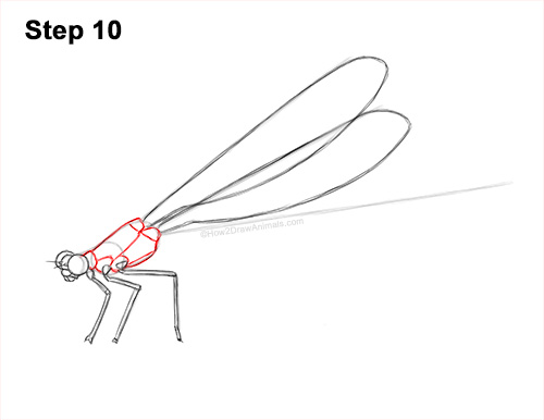 How to Draw a Tule Bluet Damselfly Side View 10