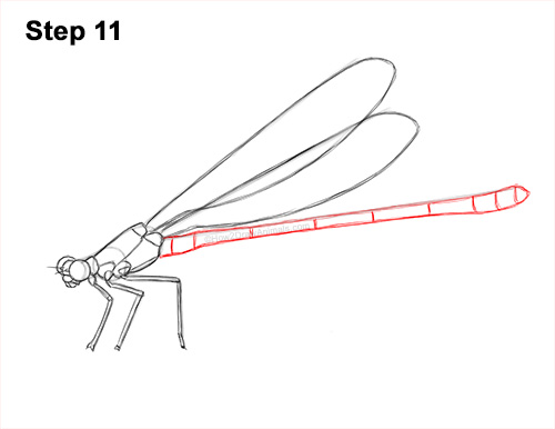 How to Draw a Tule Bluet Damselfly Side View 11