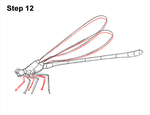 How to Draw a Tule Bluet Damselfly Side View 12