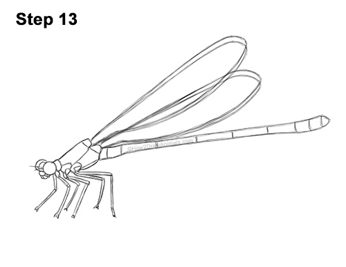 How to Draw a Tule Bluet Damselfly Side View 13