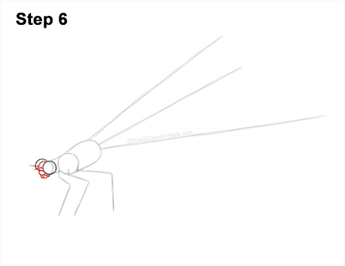 How to Draw a Tule Bluet Damselfly Side View 6
