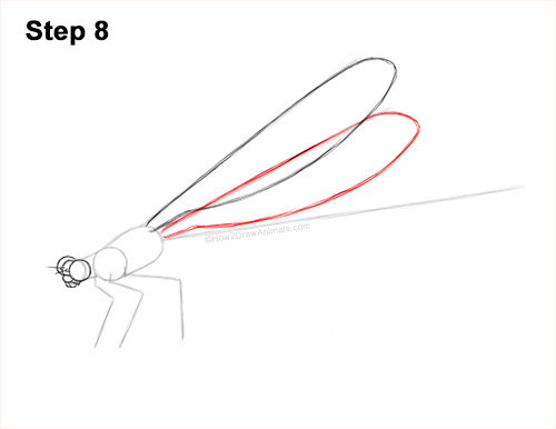 How to Draw a Tule Bluet Damselfly Side View 8