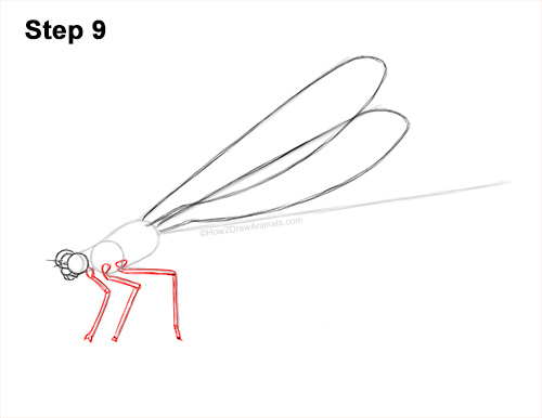 How to Draw a Tule Bluet Damselfly Side View 9