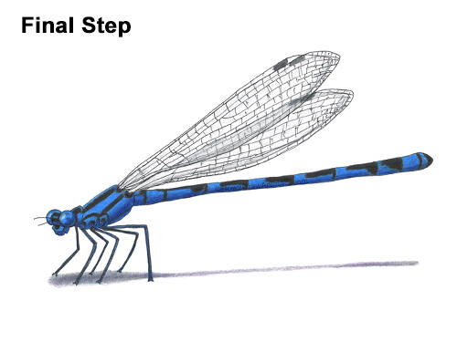 How to Draw a Tule Bluet Damselfly Side View