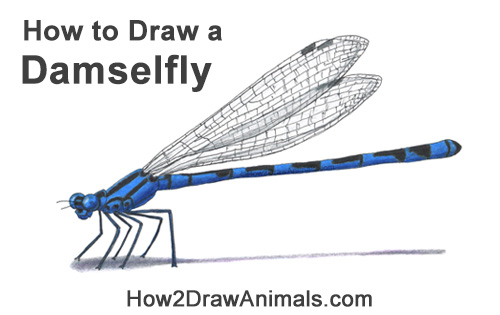 How to Draw a Tule Bluet Damselfly Side View Color