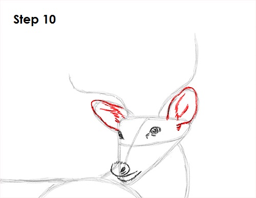 Draw White Tailed Deer Drawing 10 Draw White Tailed Deer 10