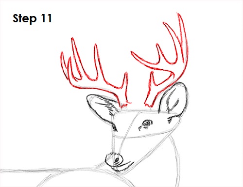Draw White Tailed Deer Drawing 11 Draw White Tailed Deer 11
