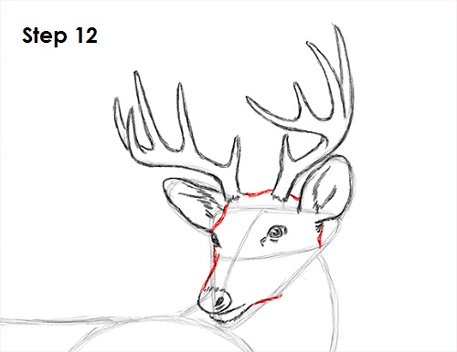 Draw White Tailed Deer Drawing 12 Draw White Tailed Deer 12