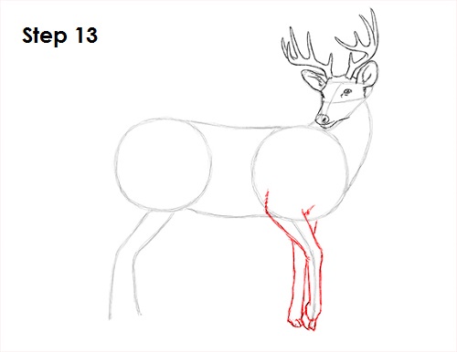 Draw White Tailed Deer Drawing 13 Draw White Tailed Deer 13