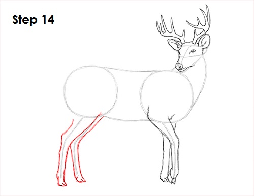 Draw White Tailed Deer Drawing 14 Draw White Tailed Deer 14
