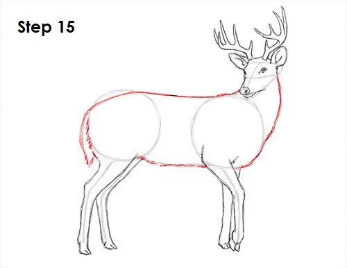 Draw White Tailed Deer Drawing 15 Draw White Tailed Deer 15