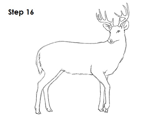 Draw White Tailed Deer Drawing 16 Draw White Tailed Deer 16
