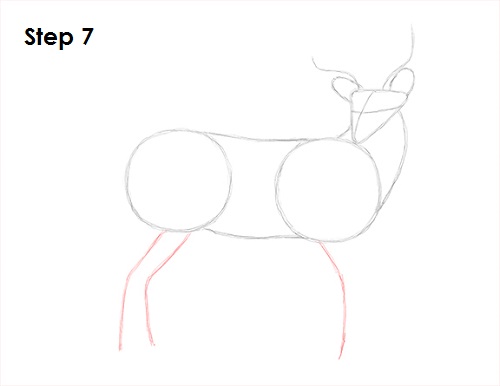 Draw White Tailed Deer Drawing 7 Draw White Tailed Deer 7