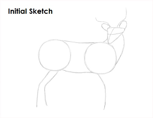Draw White Tailed Deer Drawing Sketch Draw White Tailed Deer Sketch