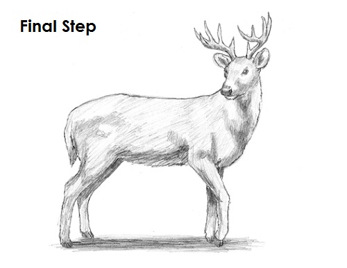 White Tailed Deer Drawing Final Draw White Tailed Deer Final