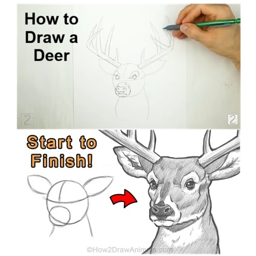 Finished Deer Drawing