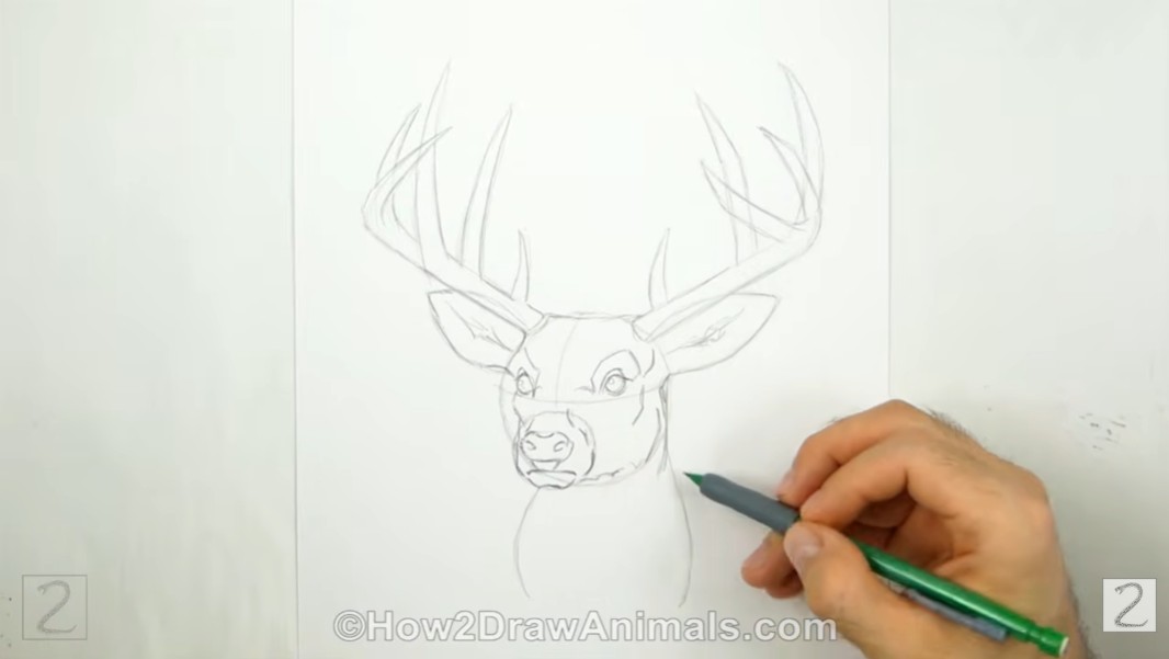 How to Draw Deer Head and Ears