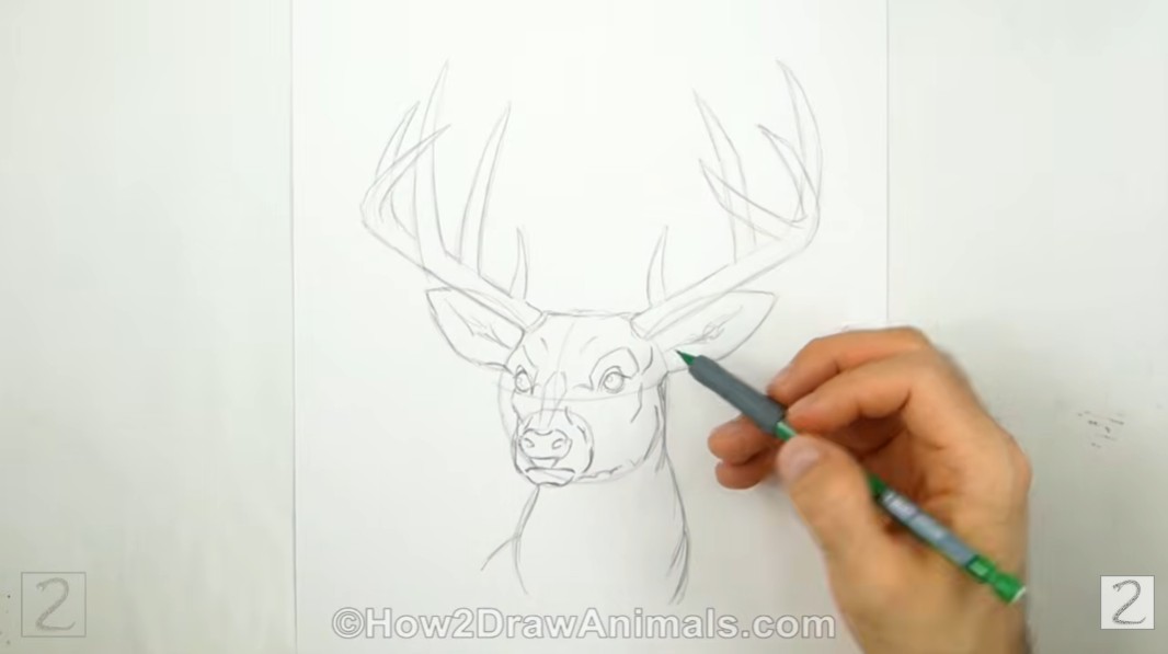 How to Add Details to Deer Drawing
