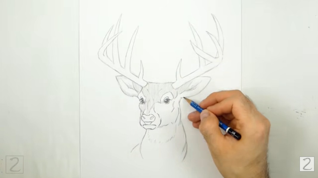 How to Begin Shading Deer